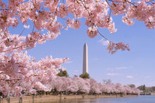 Load image into Gallery viewer, Cherry Blossom
